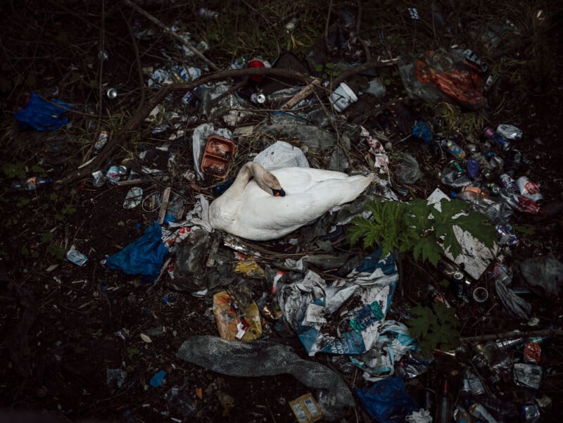 A white swan rests in a nest surrounded by trash and litter, including cans, plastic bags, and food containers, in a polluted outdoor environment.