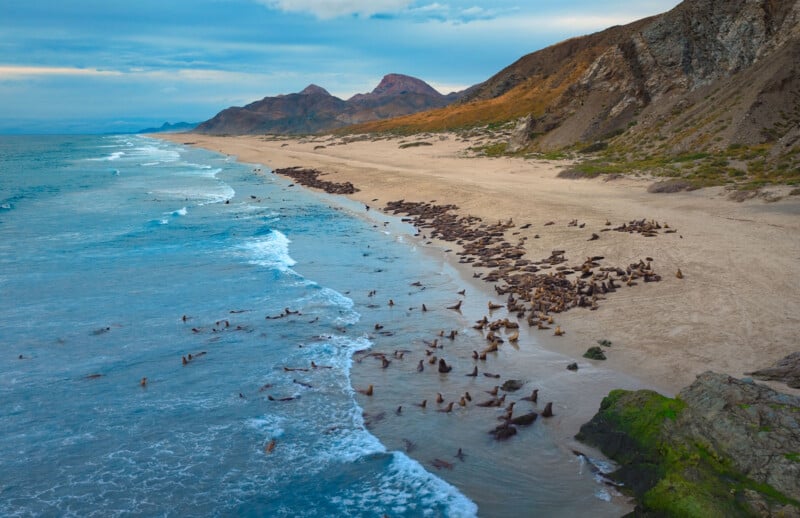 Aerial view of a sandy beach with hundreds of sea lions gathered on the shore and swimming in the ocean, bordered by rugged, rocky hills and distant mountains under a cloudy sky.