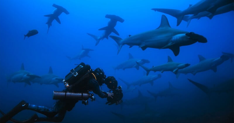 A scuba diver with underwater camera gear swims among a large group of hammerhead sharks in deep blue ocean water.