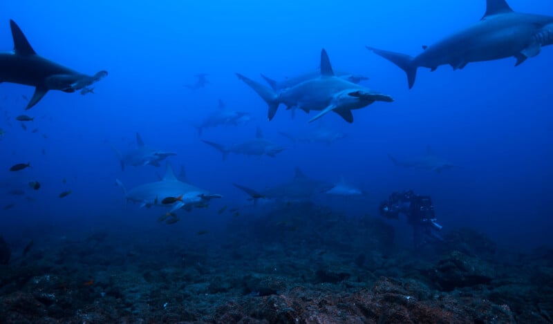 A group of hammerhead sharks swim above a rocky ocean floor, with a scuba diver holding a camera among them. Small fish are also visible in the clear blue water.