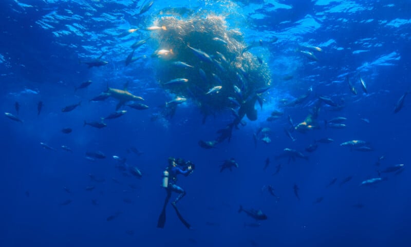 A scuba diver photographs a large school of fish circling around floating seaweed in clear blue ocean water, surrounded by numerous fish.