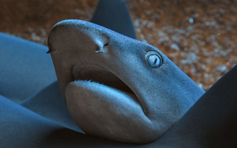 Close-up of a shark’s face underwater, showing its mouth slightly open, sharp teeth visible, and a clear view of its eye and textured skin. The background is blurred with hints of brown and blue tones.
