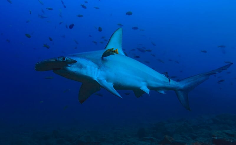 A hammerhead shark swims in the deep blue ocean, surrounded by small fish with the seafloor visible below.