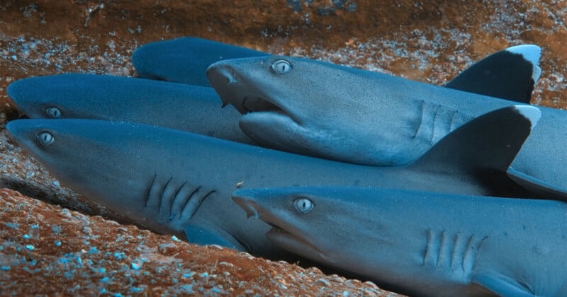 A close-up of four grayish-blue sharks lying closely together on the ocean floor, with their mouths slightly open and gills visible.