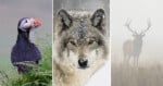 A puffin with fish in its beak, a close-up of a wolf in snow, and a silhouette of a stag in foggy surroundings.