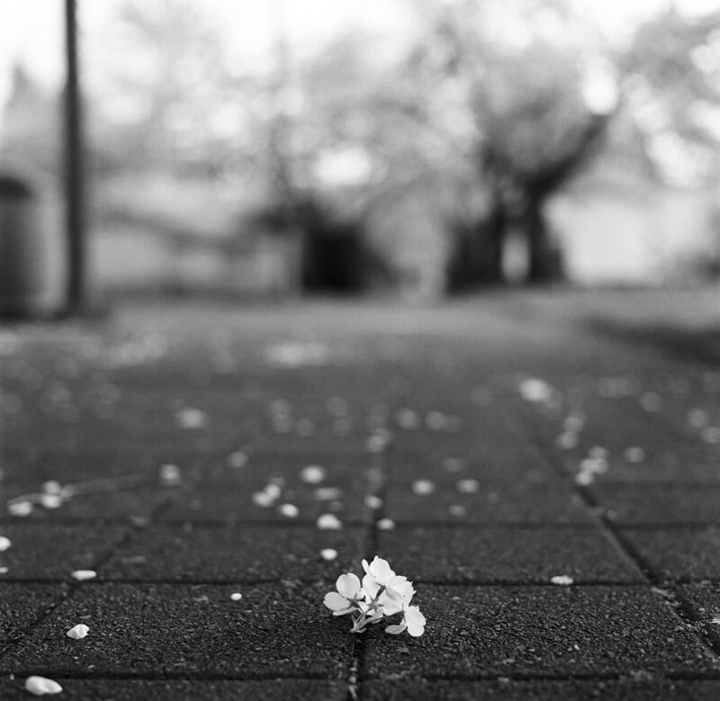 A small cluster of fallen white flower petals rests on a dark, textured paved walkway, with a blurred background of trees.