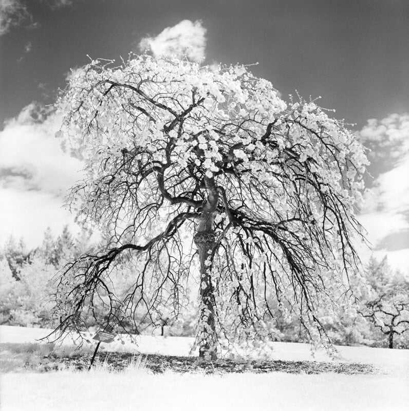 A black-and-white infrared photograph of a weeping cherry tree in full bloom, set against a dark sky with scattered clouds.
