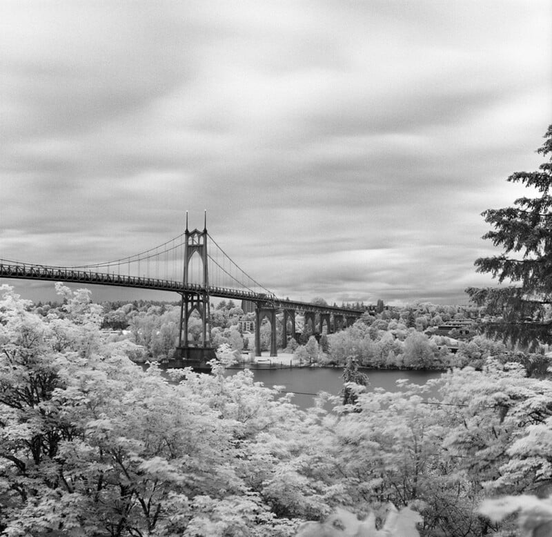 A black-and-white infrared photograph shows the St. Johns Bridge spanning a river, surrounded by bright, glowing foliage.
