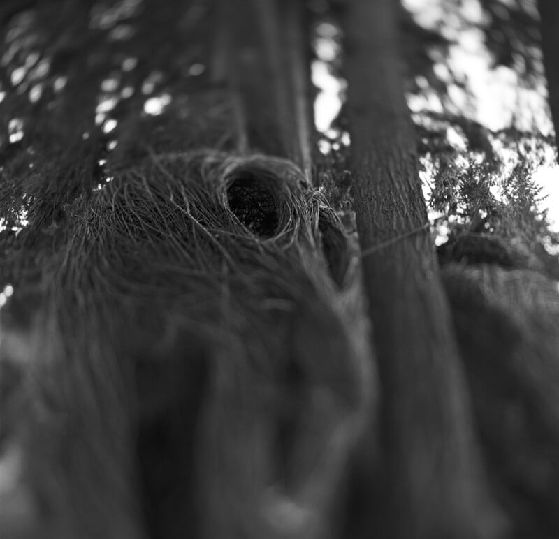 Black and white photo of large tree trunks with an abstract, nest-like structure made of woven twigs in the foreground, blending into the forest scene with a shallow depth of field.