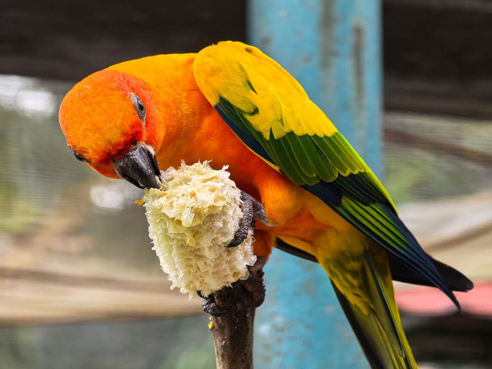 A vibrant yellow and orange parrot perches on a branch, using its beak to eat from a piece of corn on the cob.