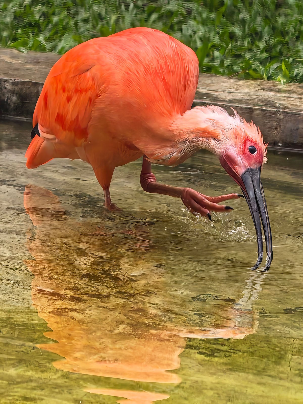 A bright orange scarlet ibis bends down to drink water, creating a clear reflection of its body in the shallow pool. Green grass is visible in the background.