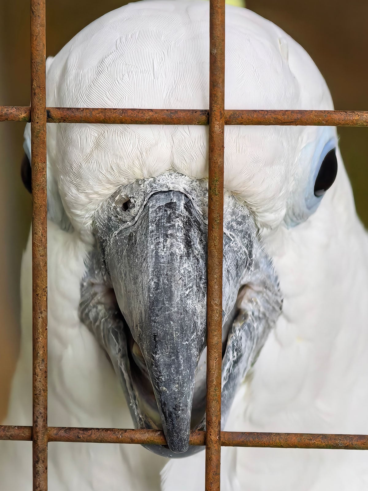 A close-up of a white cockatoo's face behind a rusty metal cage, with the bird's beak and feathers clearly visible through the bars.