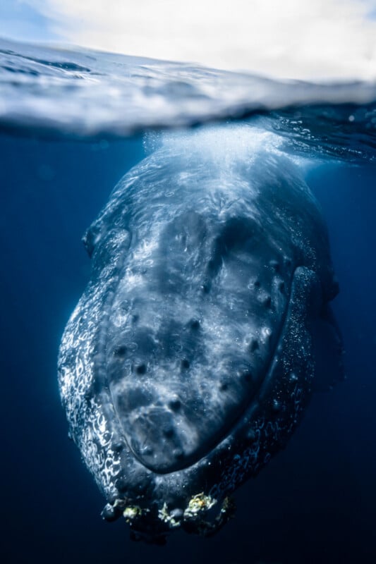 A close-up underwater photo of a humpback whale's head, partially submerged, with barnacles visible on its chin and bubbles trailing along its dark, textured skin.