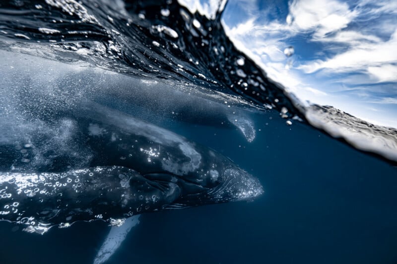 Two humpback whales swimming underwater, partially visible through the surface, with bubbles around them and blue sky with clouds above.