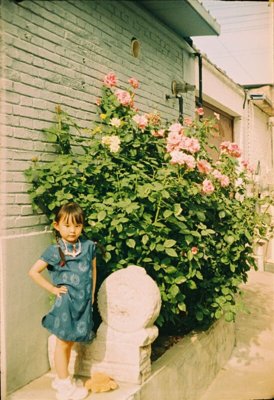 A young girl in a blue dress stands next to a large bush of pink roses by a light-colored brick wall. She poses with one hand on her hip and a toy bear on the ground beside her. The scene is sunny and nostalgic.