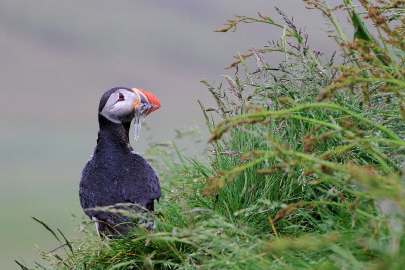 A puffin stands in tall grass with a small fish in its beak, looking to the side. The background is blurred, highlighting the bird and greenery.