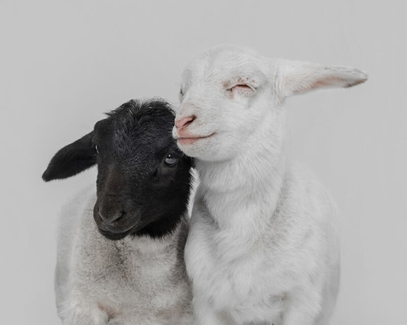 Two young goats stand close together. One has a black face and the other is all white, with its eyes closed and head resting gently against the other. The background is a plain light gray.