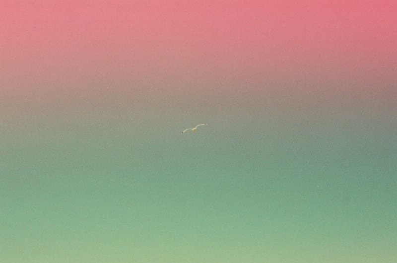 A lone bird flies in the center of a gradient sky, fading from bright pink at the top to green at the bottom.