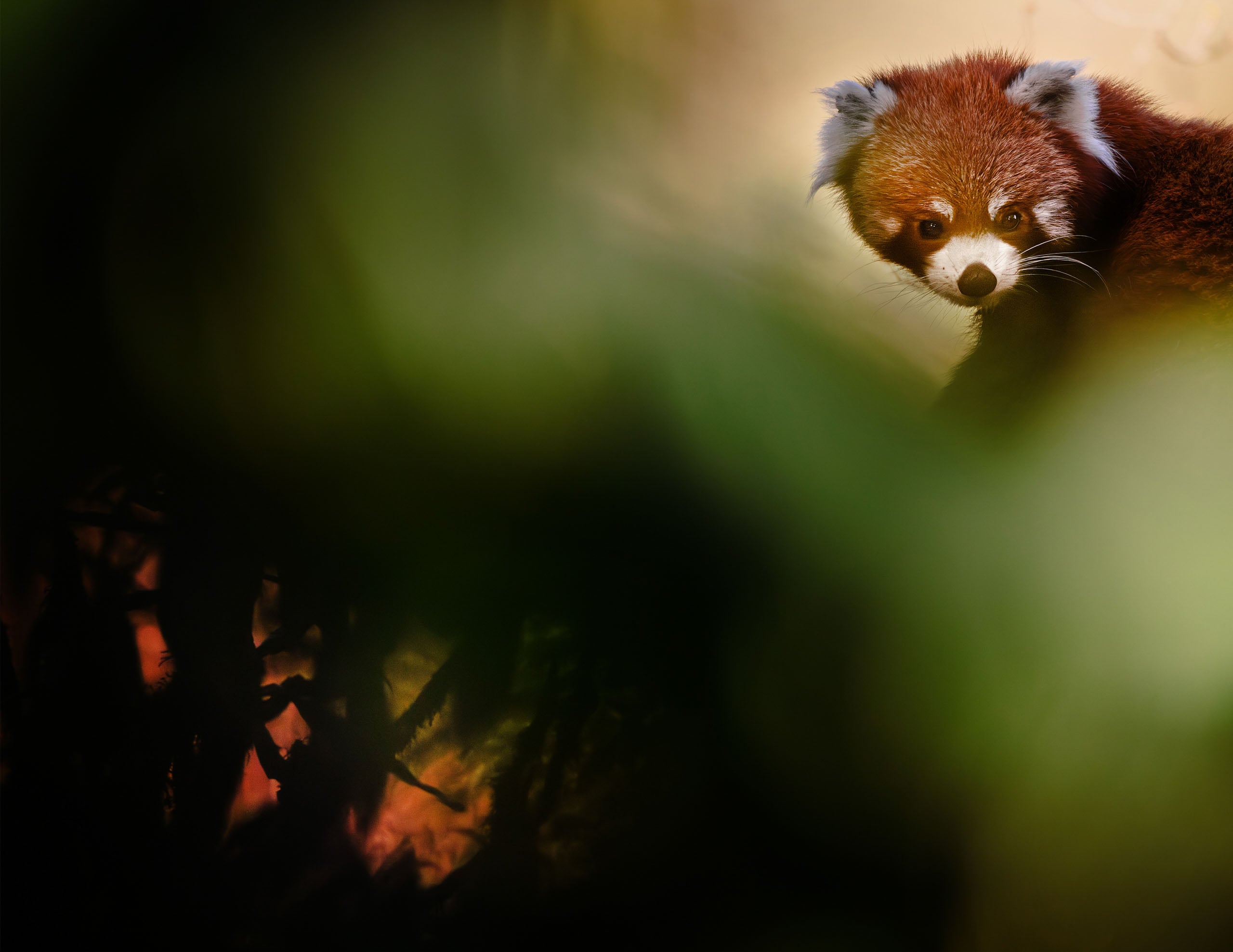A red panda peeks through dense green foliage, its face partially visible and illuminated, with a blurred, shadowy background.