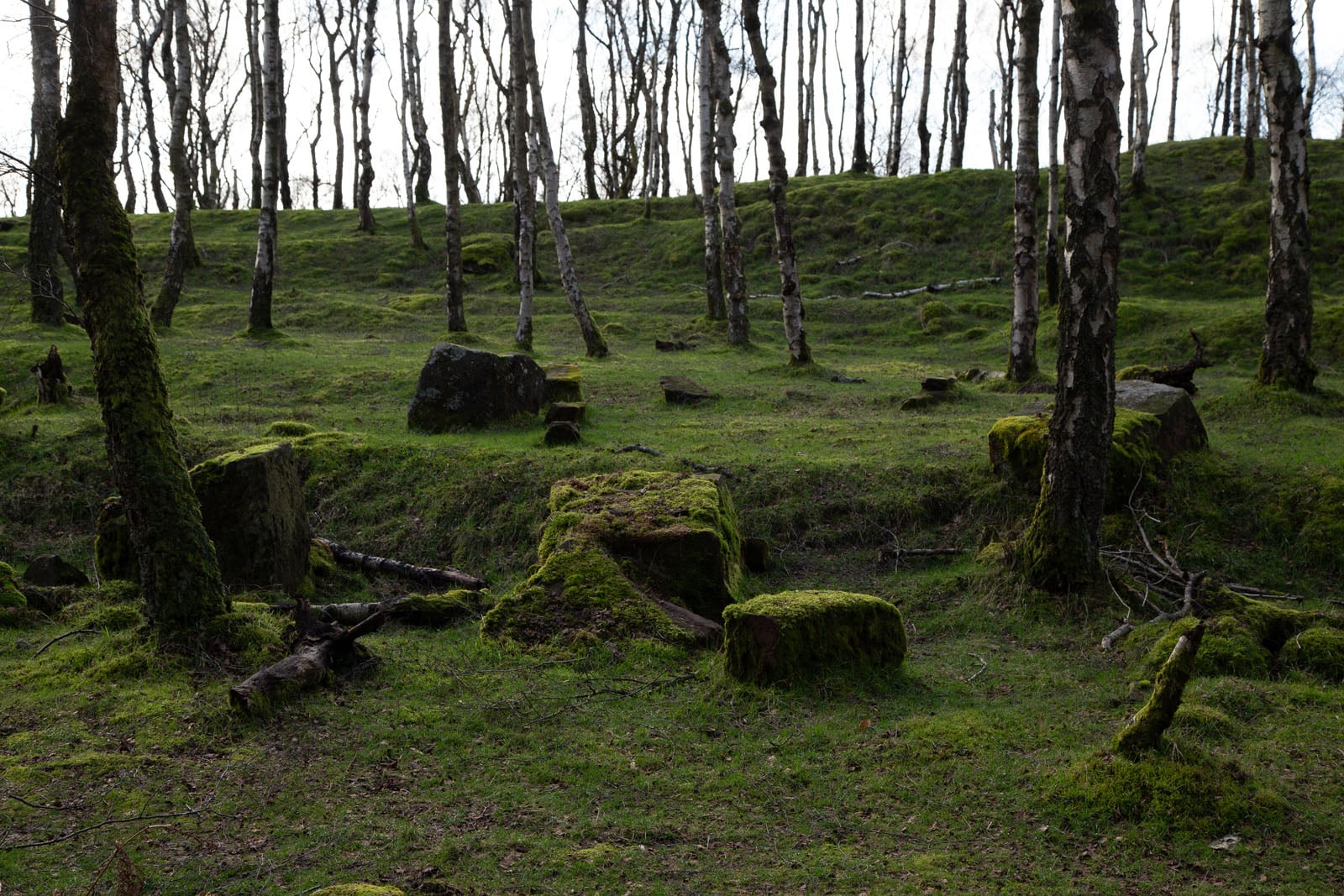 A mossy forest floor with scattered rocks and tree trunks, set on a gentle slope. The trees are thin and leafless, allowing light to filter through the scene.
