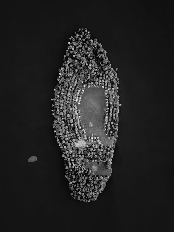 Aerial view of an oval-shaped formation of clustered trees or bushes, surrounding a barren patch of ground, set against a dark background.