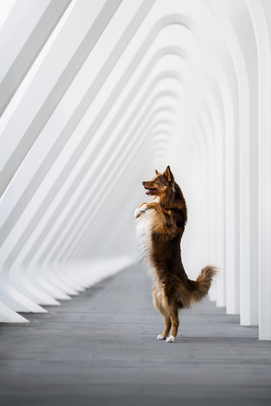 A brown dog stands upright on its hind legs in a modern, white architectural hallway with repeating arches and soft light.