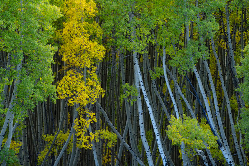 A dense grove of tall aspen trees features mostly green leaves, with some turning bright yellow, signaling the transition from summer to autumn. White tree trunks with dark markings contrast against the foliage.