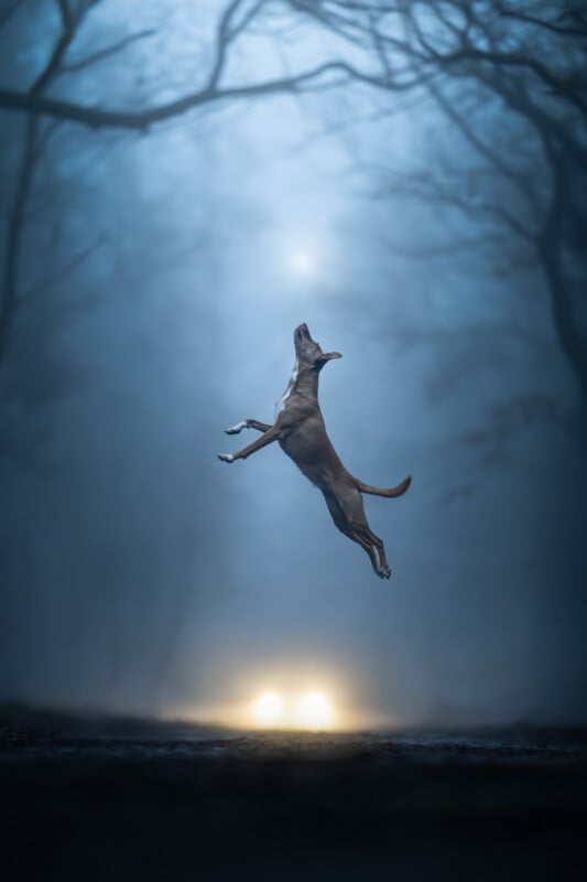 A dog leaps high in the air on a dark, foggy road, with headlights glowing behind and leafless trees arching overhead.