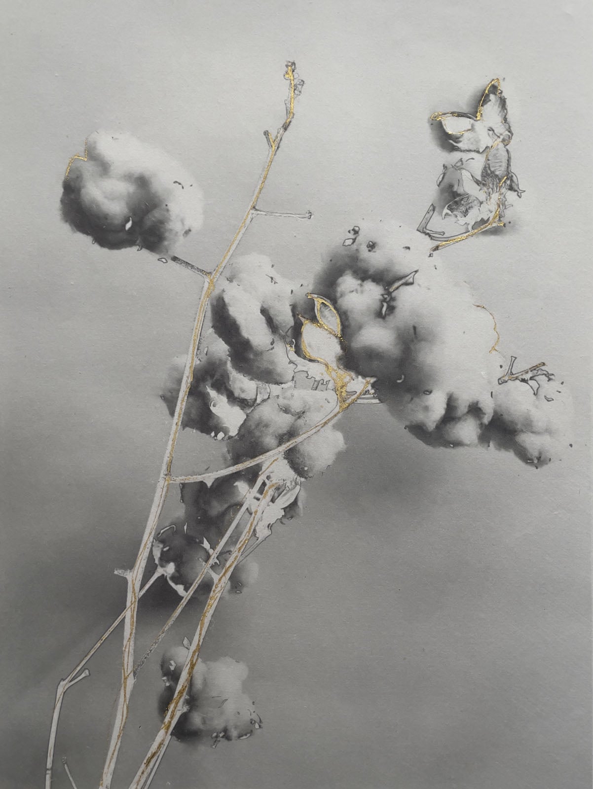 A charcoal and gold leaf drawing of cotton bolls on thin, delicate stems against a plain gray background.