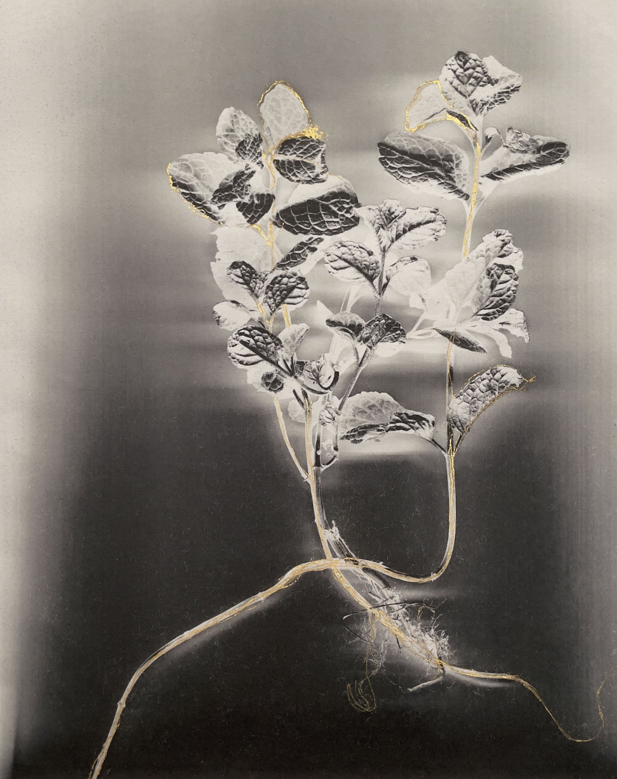 A black-and-white x-ray style image of a mint plant with gold leaf accents applied to its stems and leaf edges.