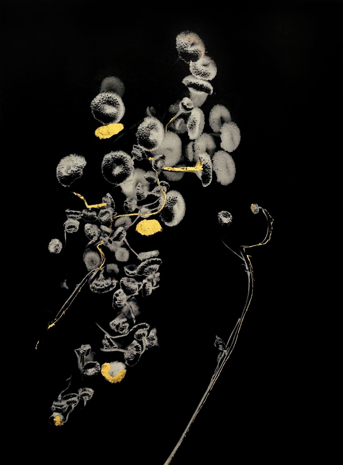 A black background features a cluster of white, fuzzy, spherical flower heads with thin stems, accented by small, irregular patches and lines of gold leaf.