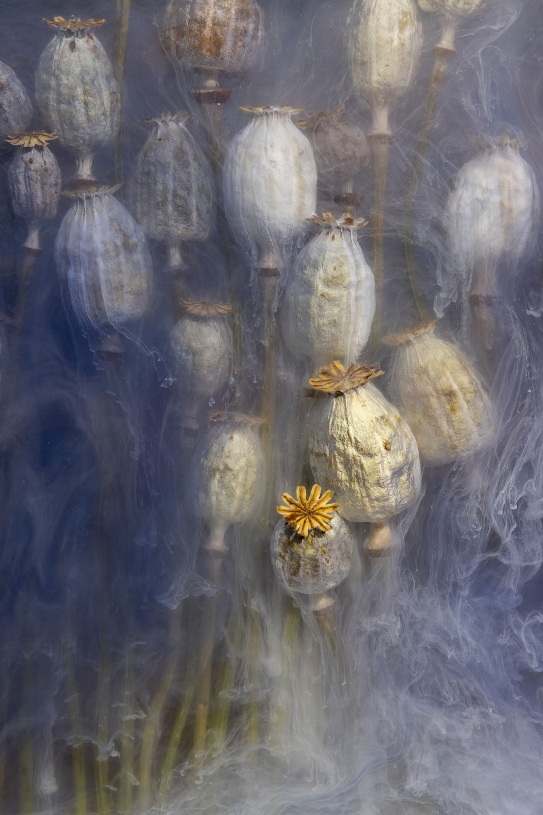 Dried poppy seed heads with stems stand in a misty, ethereal setting, surrounded by swirling fog or smoke, creating a dreamy, otherworldly atmosphere.