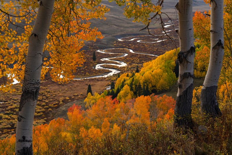 Aspen trees with white bark frame a landscape of vibrant autumn foliage. A winding river snakes through golden and orange trees, creating a scenic view of fall colors in a mountainous area.