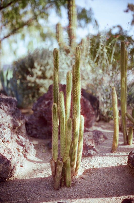 Tall, green cacti with vertical ridges stand clustered together in a sunlit desert garden with rocks and other desert plants in the background.