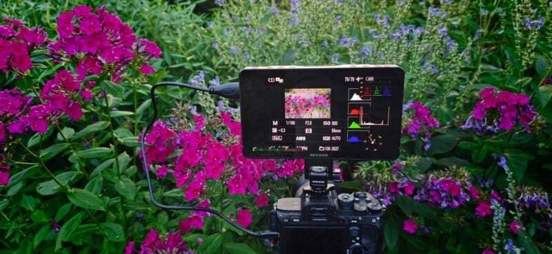 A camera with an external monitor is photographing vibrant pink flowers in a garden. The monitor displays the live shot and camera settings, surrounded by green foliage and blooming flowers.