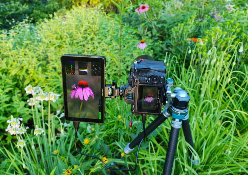 A camera on a tripod aims at a purple coneflower in a green garden. A connected monitor displays a close-up of the flower with a red butterfly on top.