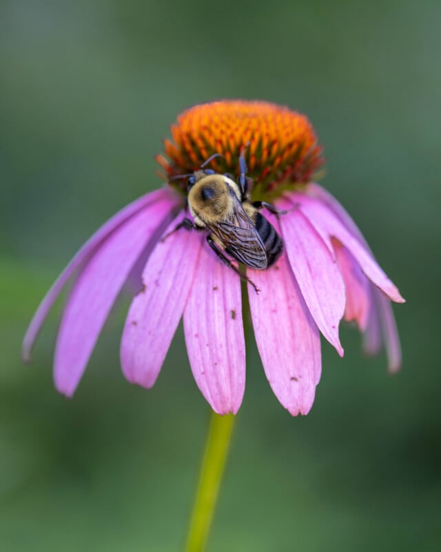 A bee collects nectar from the center of a purple coneflower with orange-yellow stamens, against a blurred green background.