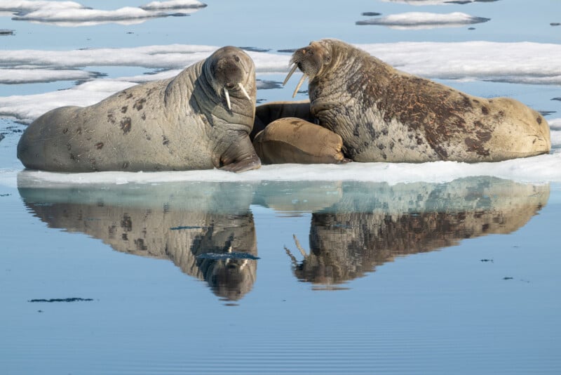 Two adult walruses and a calf rest on floating ice, with their reflections visible in the calm, blue Arctic water. Patches of ice and snow surround them.
