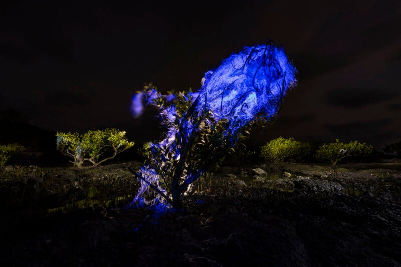 A small shrub is illuminated by bright blue light at night, surrounded by dark soil and other green bushes under a cloudy sky.