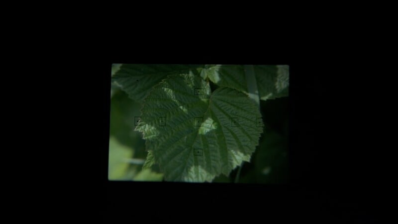 Close-up view of green, textured leaves seen through a camera viewfinder, with focus marks visible; the surrounding area is black, framing the rectangular view of the leaves.