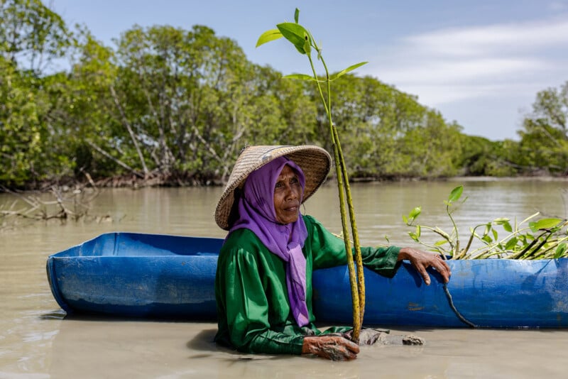 An elderly person in a green shirt and purple headscarf stands waist-deep in water by a blue canoe, holding a young mangrove seedling, with green mangrove trees in the background.