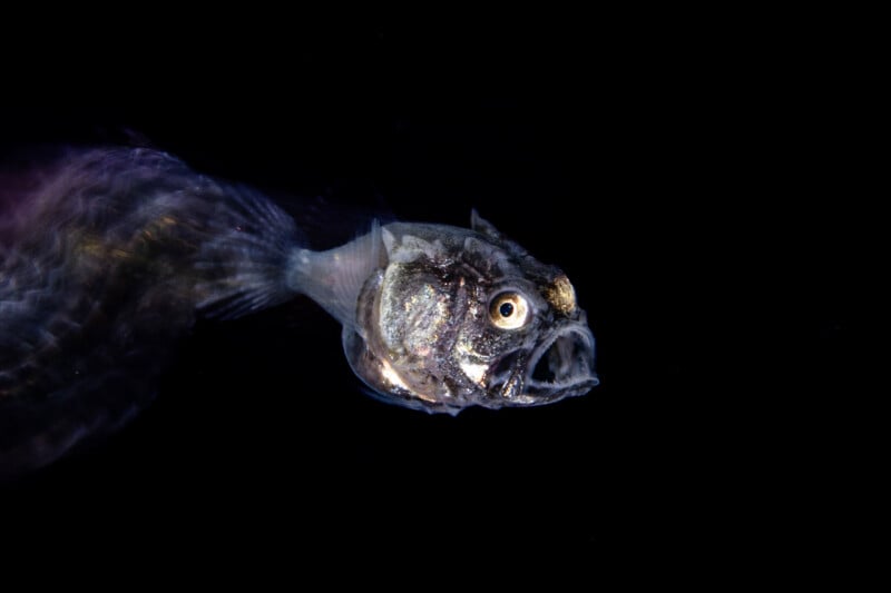 A close-up of a deep-sea fish with a transparent body and large eyes, swimming against a dark black background.
