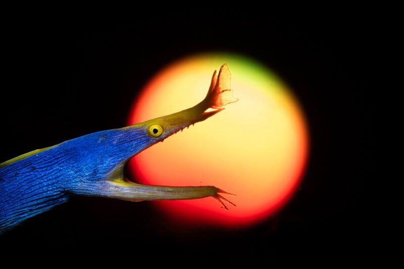 A blue and yellow trumpetfish with an elongated snout and fanned fin swims in front of a glowing, blurred, red and yellow circular light on a black background.