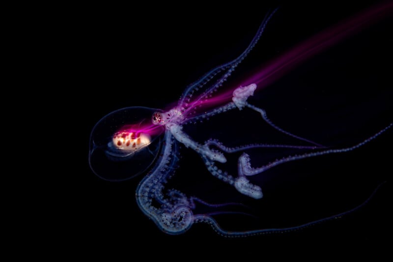 A translucent octopus with glowing purple and pink hues swims in dark water, its tentacles trailing gracefully behind it against a black background.