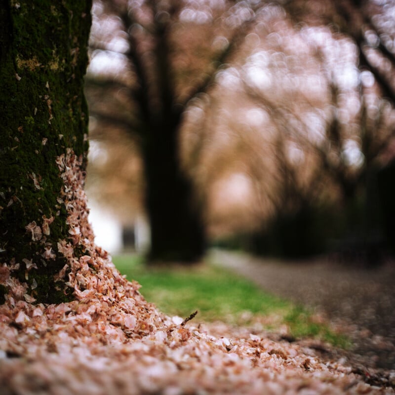 Close-up of a tree trunk covered in pink flower petals, with more petals scattered on the ground. Blurred trees and a path are visible in the background, creating a dreamy, springtime scene.