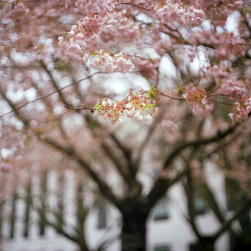 Branches of a cherry blossom tree with soft pink flowers are shown in focus, while the background of a white building and more blossoms appears blurred.