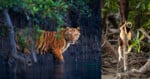 A Bengal tiger wades through water in a mangrove forest on the left; on the right, a lemur clings to a tree among roots and branches.