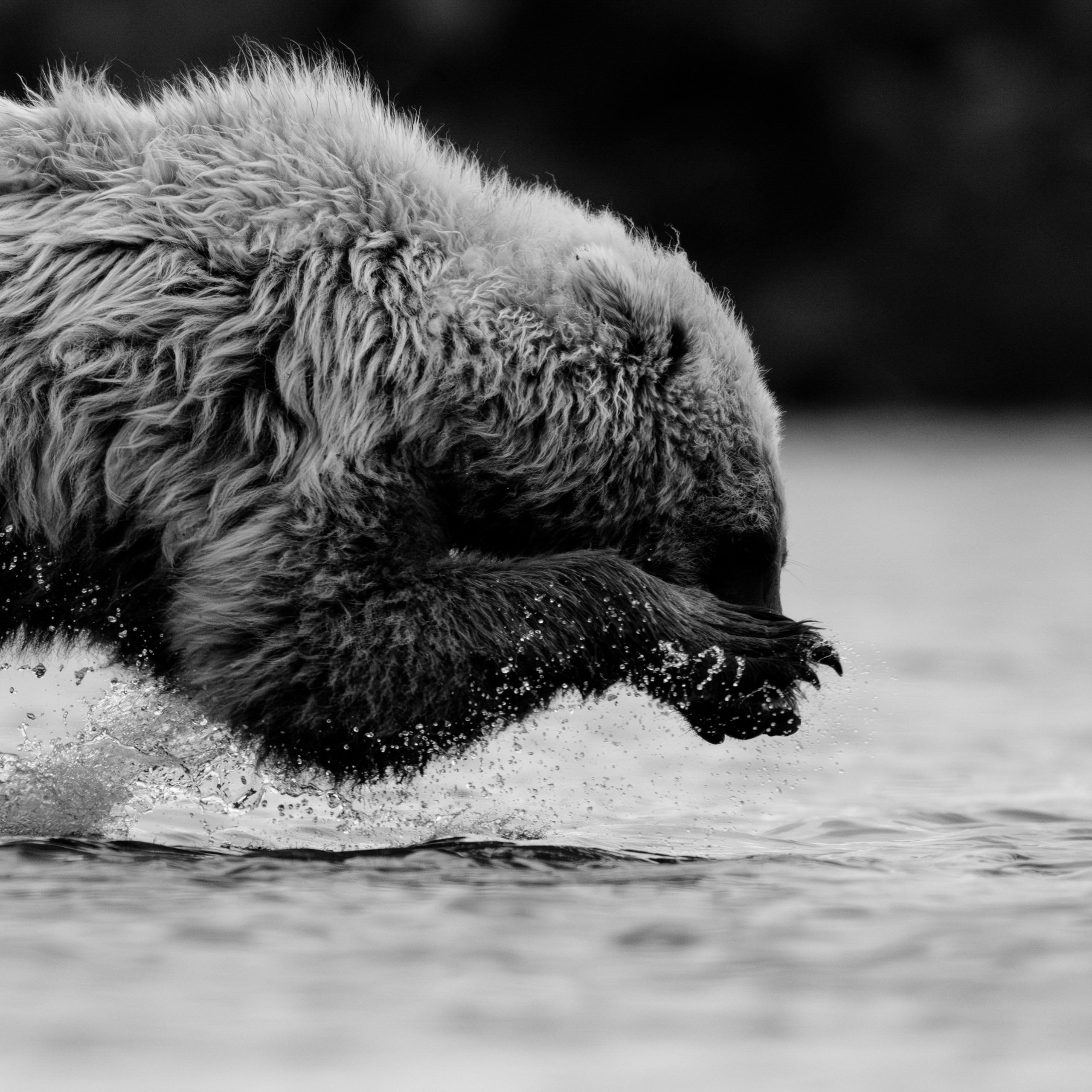 A large bear splashes through shallow water, its head lowered and paws close together. The image is in black and white, highlighting the bear's wet fur and the water's ripples.