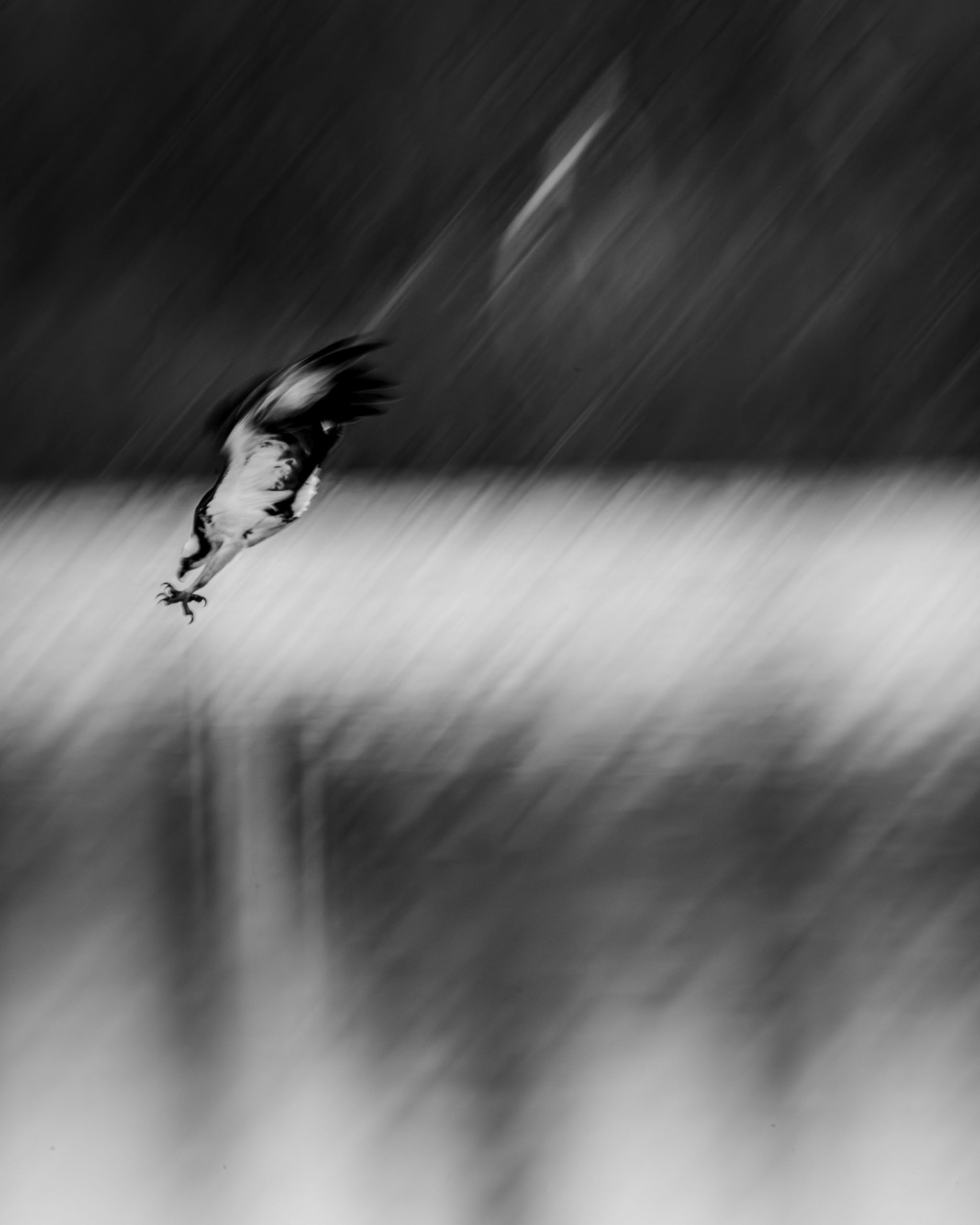 A black and white photo of a bird diving swiftly toward a body of water, with blurred lines suggesting fast movement and a soft, reflective background.