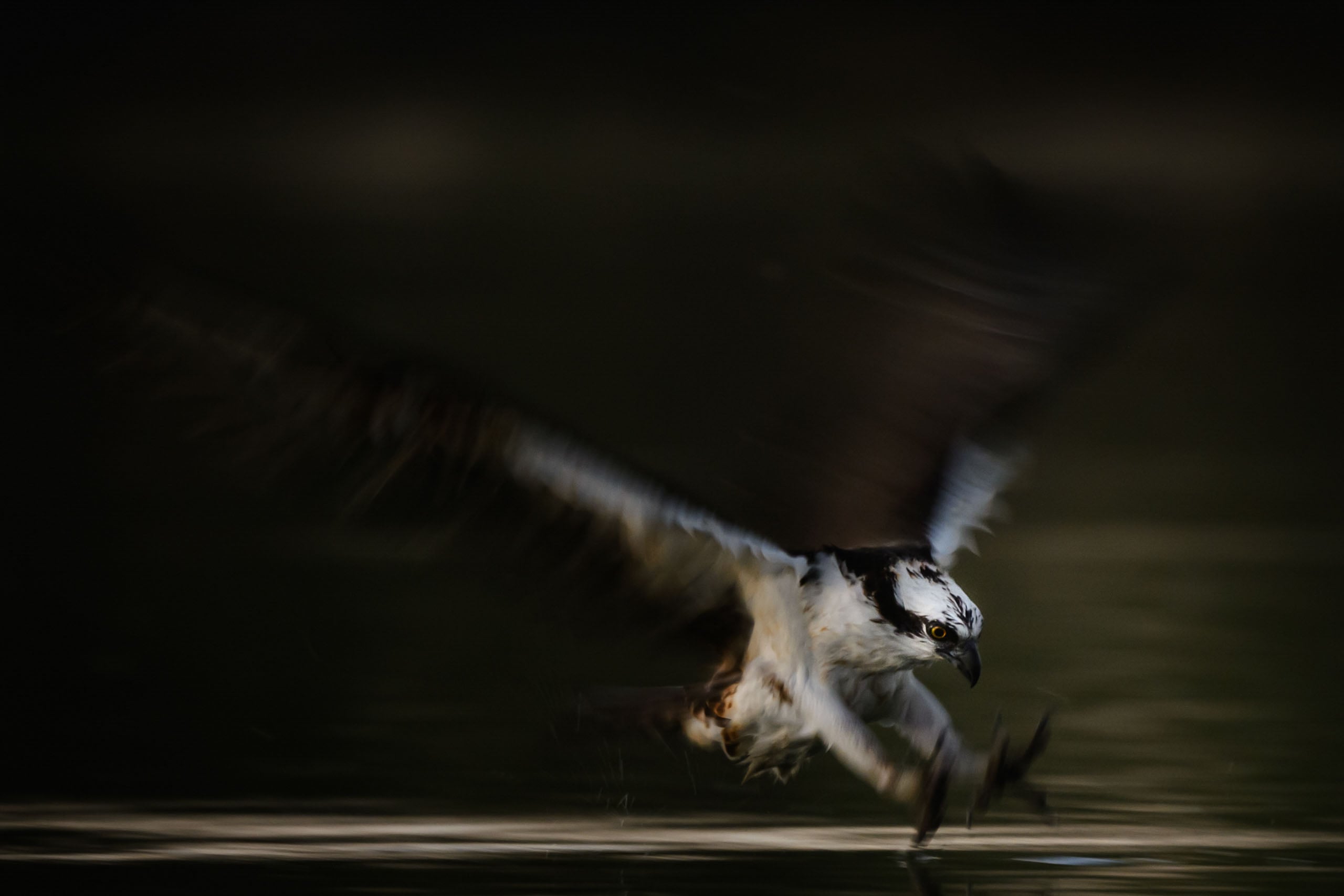 An osprey with outstretched wings swoops low over dark water, talons extended, about to catch prey. The background is blurred, emphasizing the bird's motion.